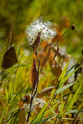 USA, Wyoming. Showy milkweed seed pod close-up. Nature Print